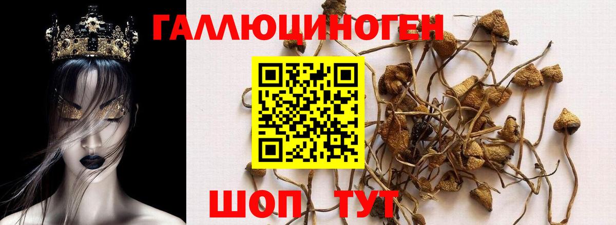 Ишимбай  Псилоцибиновые грибы MAGIC MUSHROOMS  Вход с VPN 